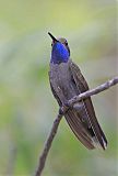 Blue-throated Mountain-gem